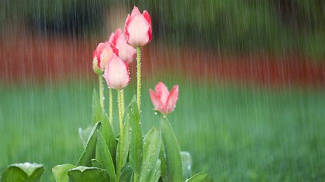 4月1日是什麼花？談論花與節日的關聯